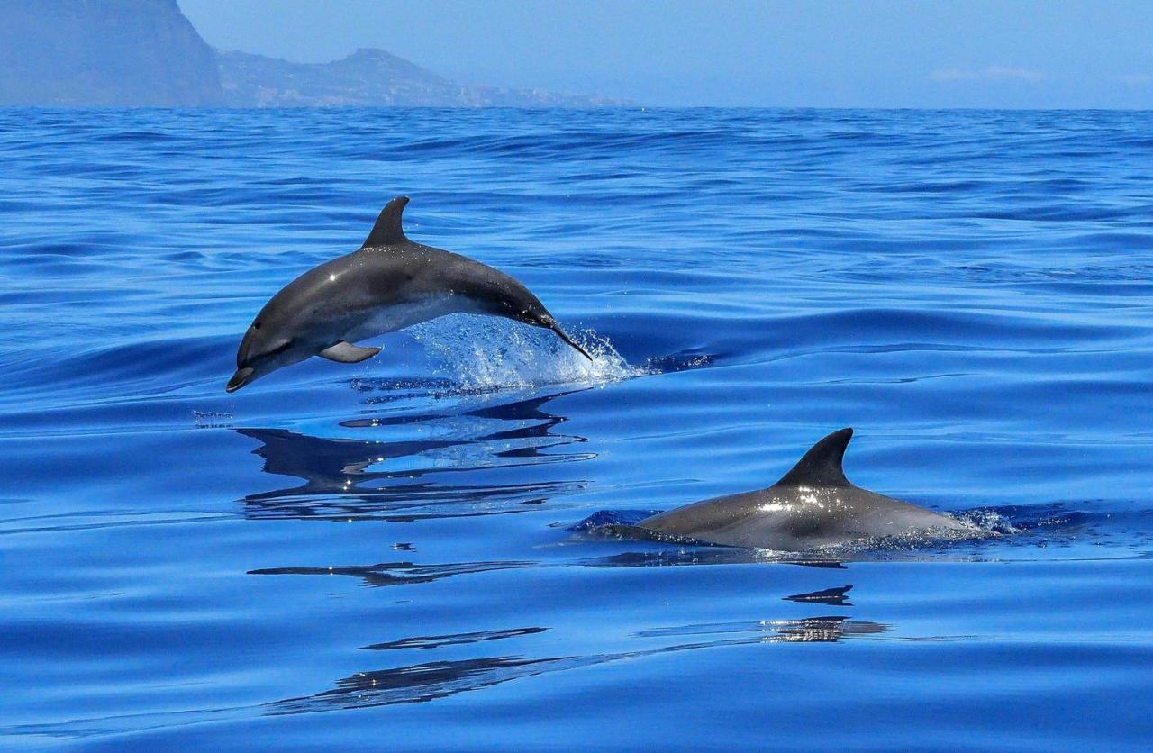Apartamento incleibles vistas al océano y piscina. Acantilado de los Gigantes Exterior foto